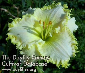Daylily Chorus of Angels